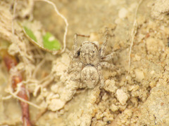 Attulus distinguendus