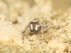 Attulus distinguendus