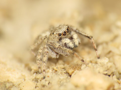 Attulus distinguendus