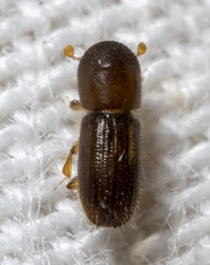 Xyleborinus saxesenii