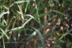 Pachydiplax longipennis