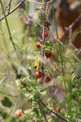 Ribes aciculare