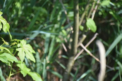 Pachydiplax longipennis