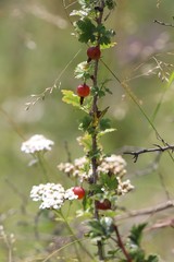 Ribes aciculare