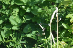 Pachydiplax longipennis