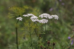 Achillea asiatica