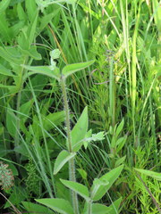 Helianthus silphioides