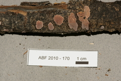 Peniophora polygonia