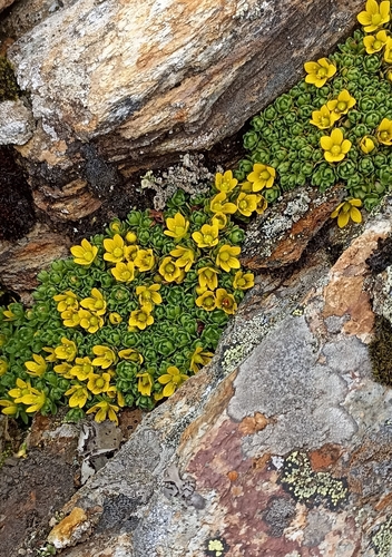 Jacquemont's Saxifrage (Saxifraga jacquemontiana)