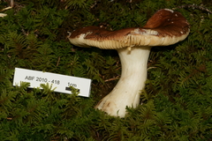 Russula integra
