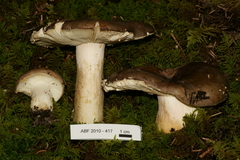 Russula clavipes