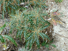 Ptilostemon hispanicus