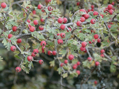 Crataegus laciniata