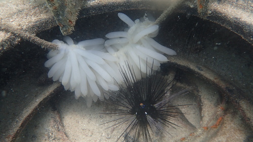 Photo of Long-spined black urchin (Diadema setosum)