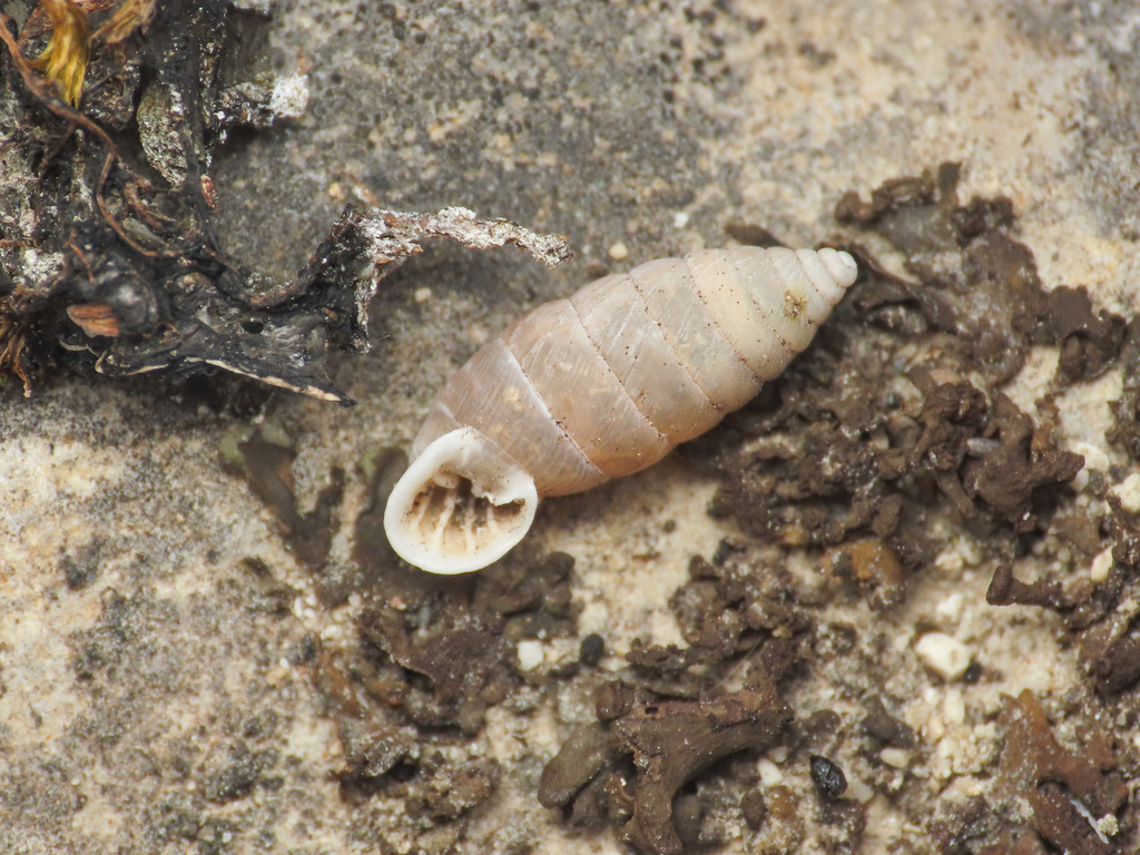 Granaria frumentum apennina