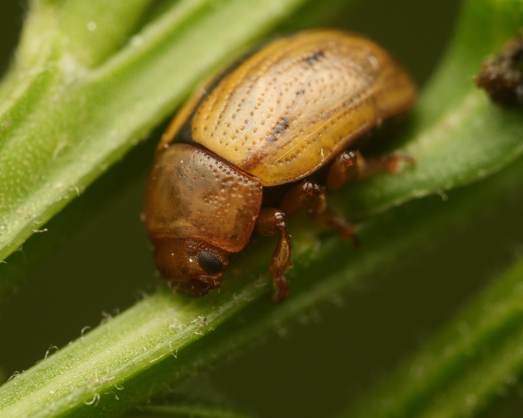 Gonioctena olivacea
