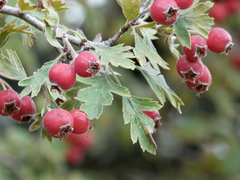 Crataegus laciniata