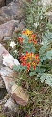 Corydalis meifolia
