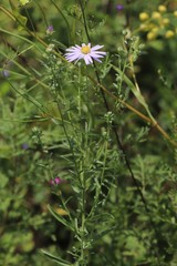 Aster altaicus