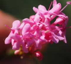 Centranthus lecoqii