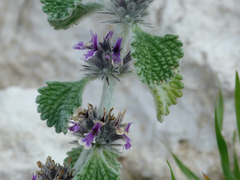 Marrubium supinum