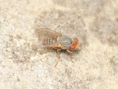 Prosopomyia pallida