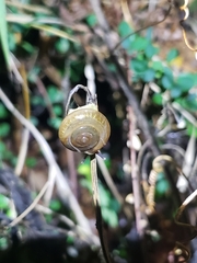 Macrochlamys hippocastaneum