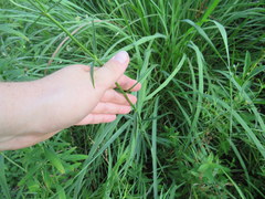 Physostegia angustifolia
