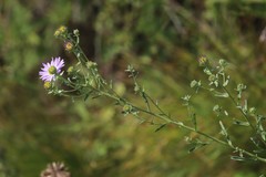 Aster altaicus