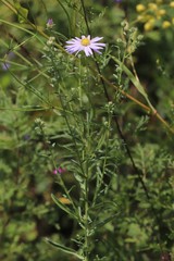 Aster altaicus