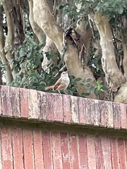 Thryothorus ludovicianus