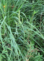 Physostegia angustifolia