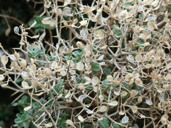 Hormathophylla spinosa