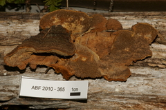 Phellinus chrysoloma