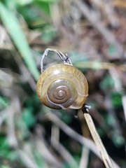 Macrochlamys hippocastaneum