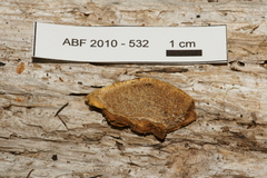 Gloeophyllum protractum