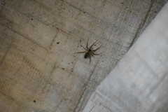 Araneae