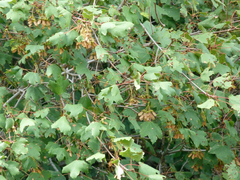 Acer granatense