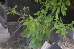 Phytolacca americana