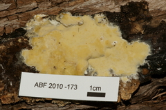 Gloeoporus pannocinctus