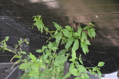 Phytolacca americana