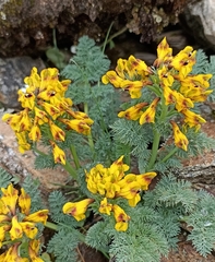 Corydalis meifolia