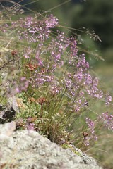 Allium rubens