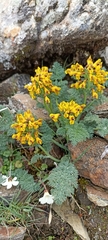 Corydalis meifolia