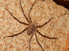 Selenops radiatus