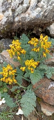 Corydalis meifolia