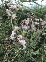 Cirsium arvense