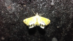 Nymphicula trimacula