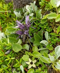 Neopicrorhiza scrophulariiflora
