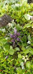 Neopicrorhiza scrophulariiflora